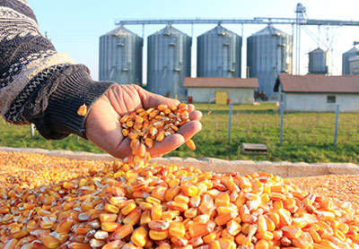 corn feed for silos