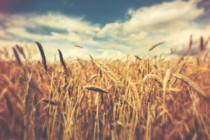 wheat field for silos